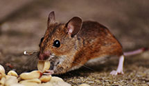24 Hour & Emergency Exterminators in Rio Rancho, NM